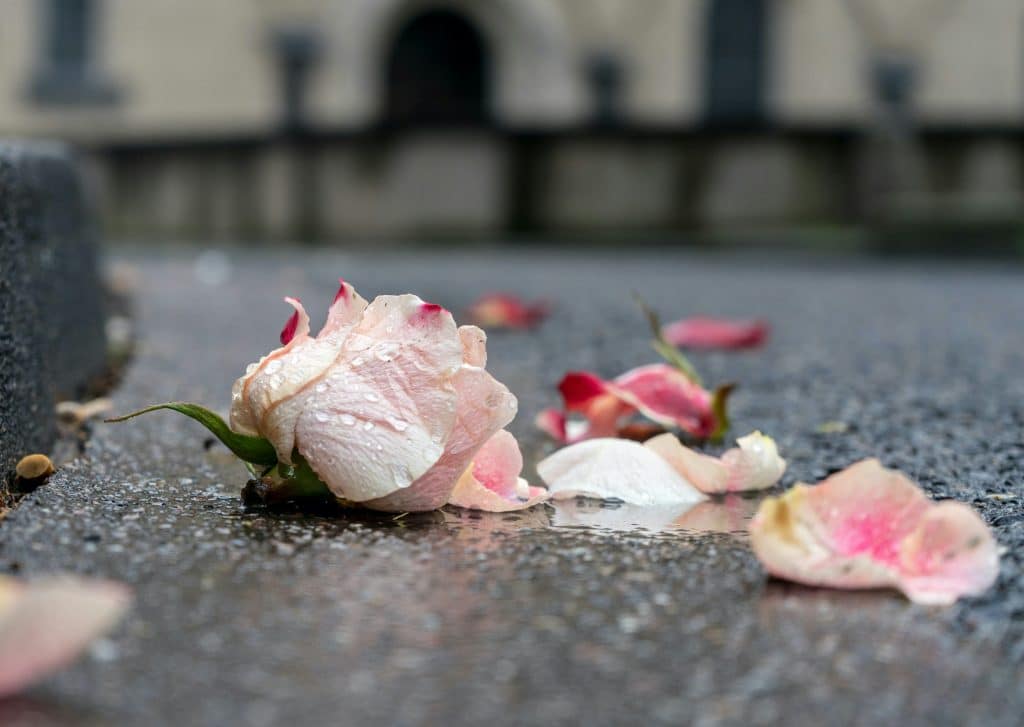 Wet rose petals on pavement