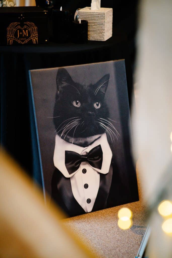 Cat in tuxedo portrait on display